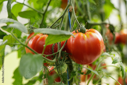 Fresh, red tomatoes growing...