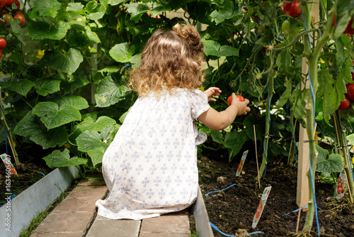 Adorable toddler harvesting...