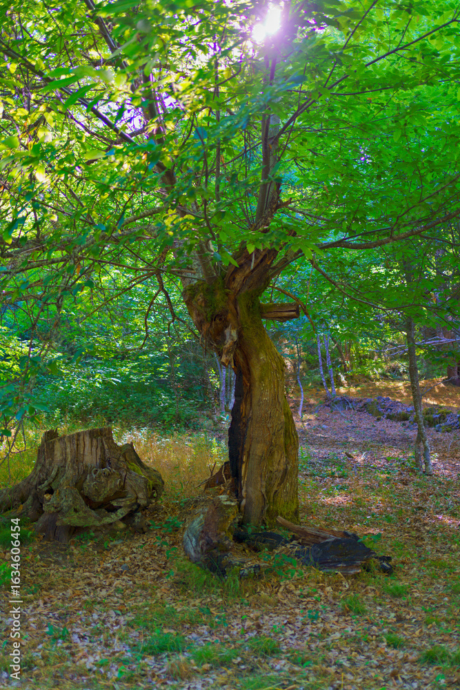 Fototapeta premium Sunlight Filtering through Leaves of Chestnut Tree in Ancares Valley