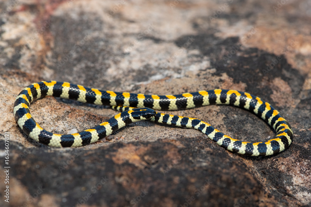 Fototapeta premium Close-up of a beautiful Spotted Harlequin Snake (Homoroselaps lacteus) on a rock in the fynbos, in the Western Cape, South Africa