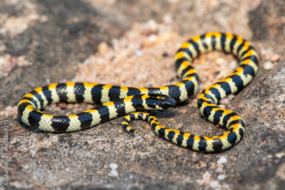 Obraz premium Close-up of a beautiful Spotted Harlequin Snake (Homoroselaps lacteus) on a rock in the fynbos, in the Western Cape, South Africa