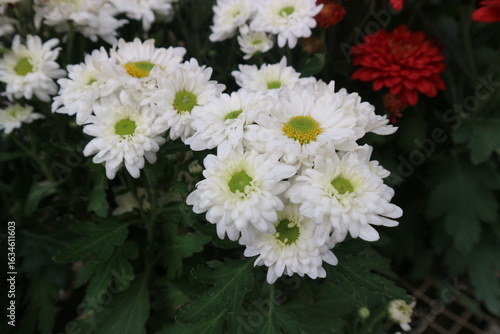 hite Chrysanthemum Flowers in Bloom