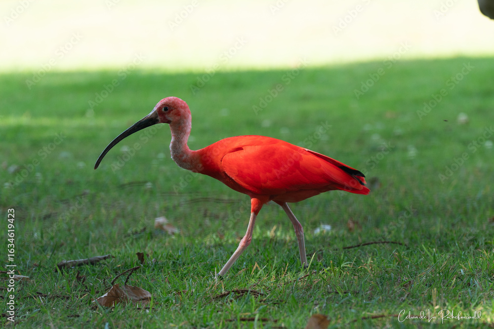 Obraz premium Oiseau