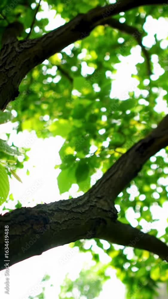 custom made wallpaper toronto digitallow-angle extreme close-up video of ancient tree branch, emerald leaves with dew, swaying. Camera tilts to dense canopy, ethereal golden hour light, dappled patterns, lens flares, creamy bokeh.