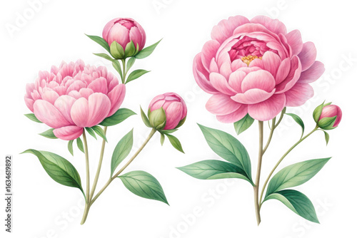 Beautiful pink peony flowers and buds on black background
