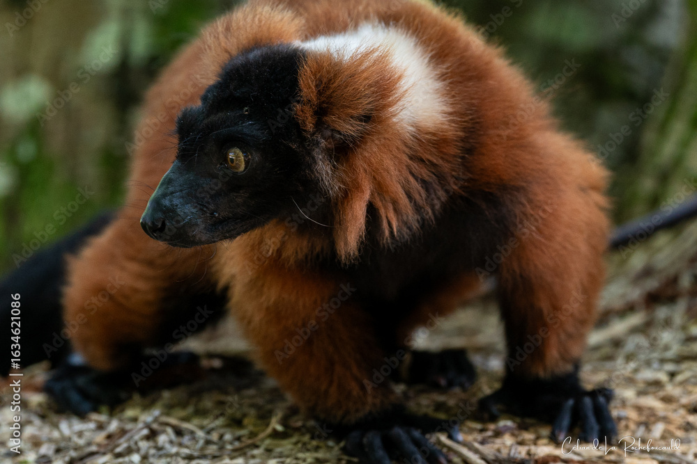 Obraz premium Animal exotique