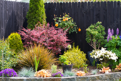 Flower plant bed in garden park. Red berberis, roses, thuja, heuchera, lupine flowers, iris, blue fescue