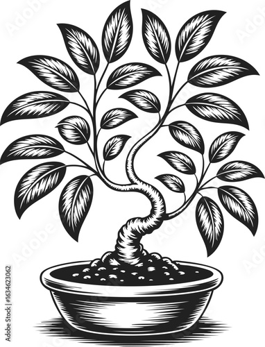 Bonsai tree, miniature plant, ornamental tree, potted foliage, zen garden decor, silhouette design, artful landscaping tool