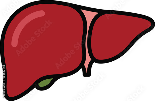 Human Liver Anatomy flat vector icon