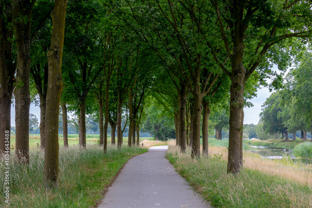 Fototapeta premium Summer countryside landscape, Walkway or path with tree trunk and green leaves, Schipbeek canal between Holten and Bathmen, Overijssel province, Located in the eastern part of the country, Netherlands