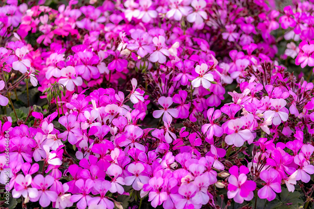 Fototapeta premium Selective focus of Sweet scented geranium with green leave in the garden, Purple pink flowers (Rozen Pelargonium) Pelargonium graveolens is an uncommon Pelargonium species, Natural floral background.