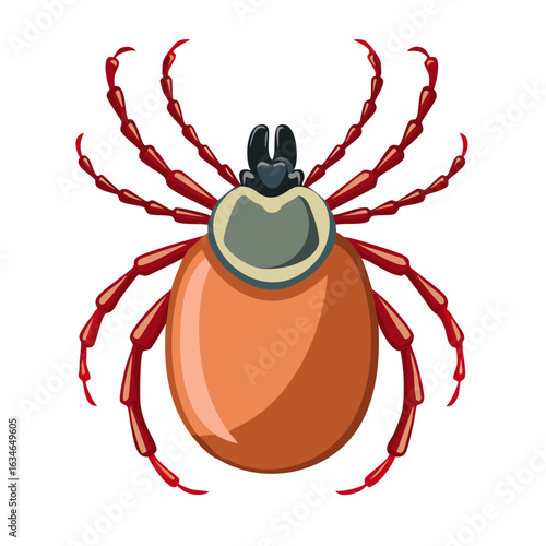 Tick beetle vector color illustration. Detailed image of parasite on isolated background.