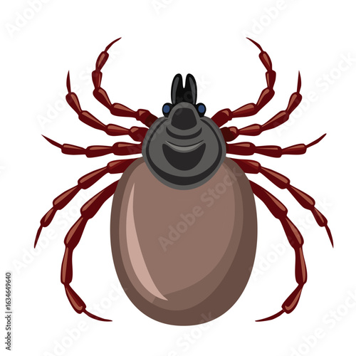 Tick beetle vector color illustration. Detailed image of parasite on isolated background.