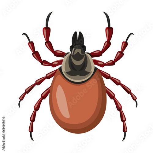 Tick beetle vector color illustration. Detailed image of parasite on isolated background.
