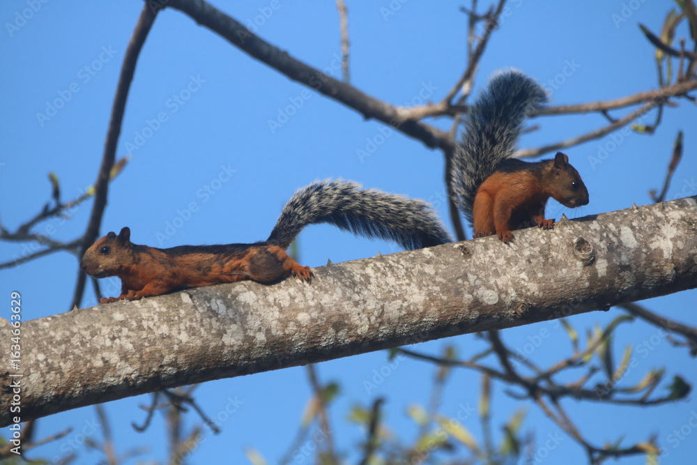 Obraz premium squirrel on tree