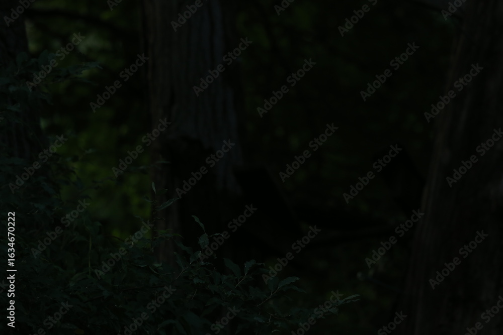 Obraz premium Dark Landscape