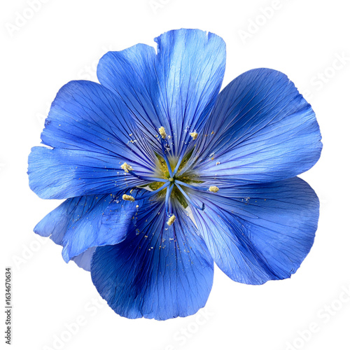 Flax blue flower on transparent background