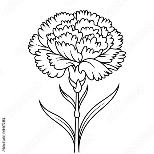 beautiful carnation vector illustration 