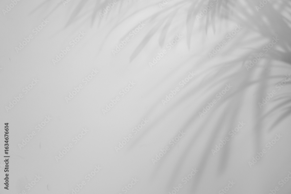 Obraz premium Shadows of tropical palm branches on white background. Black and white toning
