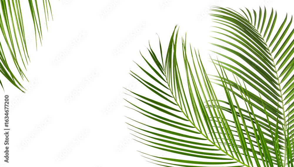 Fototapeta premium Bright green palm leaves on white background. Tropical plant