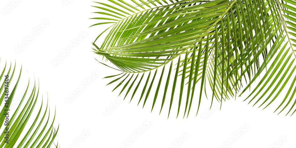 Obraz premium Bright green palm leaves on white background. Tropical plant