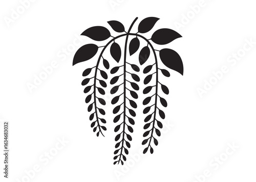Wisteria flowers vector illustration