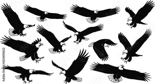 Eagle flight silhouettes, bird wings spread, vector illustration, black, dynamic poses, feathers, talons, beak, wildlife, nature, raptor