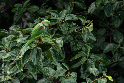 Alexandrine Parakeet on Banian tree in the forest