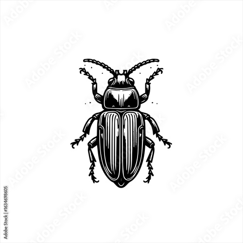 Detailed beetle illustration