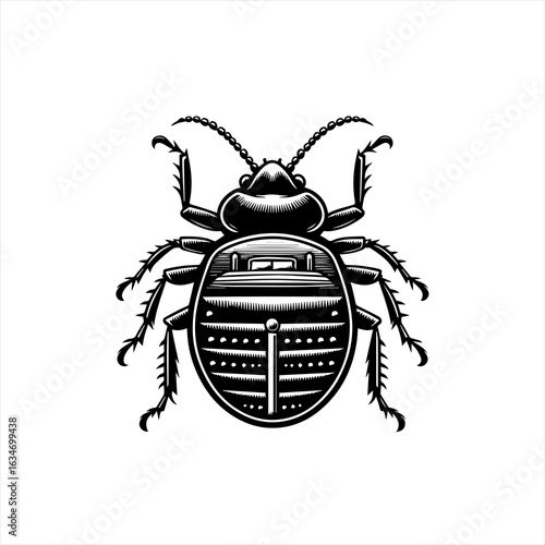 Insect illustration in black and white