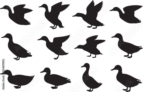 A collection of black duck silhouettes in various poses including flying, landing, and swimming. Vector set of waterfowl birds.