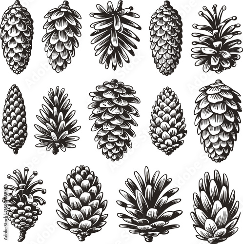 Botanical Pine Cone Illustration Set – Detailed Black and White Line Art on Cream Background