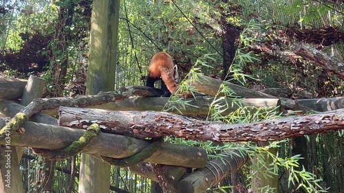 Single Red Panda in the Knoxville Zoo