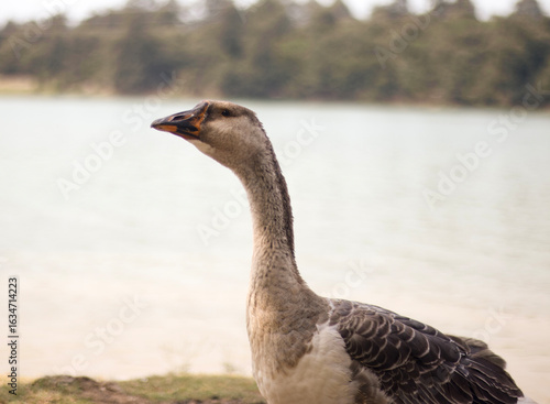 Konstfotografi Side view of a domestic goose standing on grassy soil beside calm water