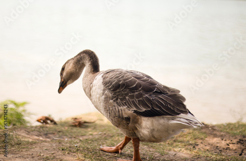 Obraz na plátně Side view of a domestic goose standing on grassy soil beside calm water
