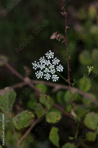 Cuadro en lienzo Small white umbel of delicate florets rises from a reddish, thorned stem within roadside scrub