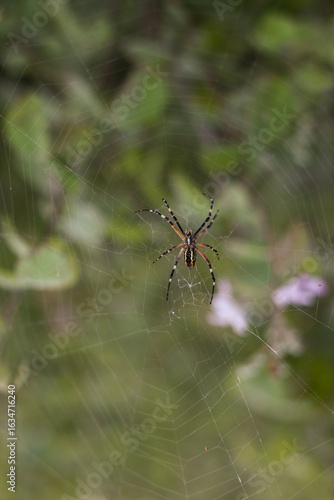 Fotografía Close macro portrait of an orb‑weaving arachnid with striped abdomen and extended legs, hanging on nearly invisible silk