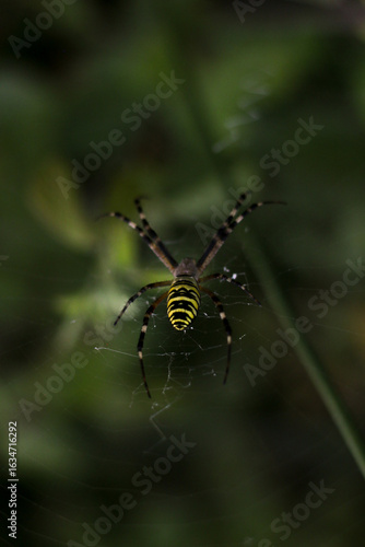 Obraz na płótnie Close macro portrait of an orb‑weaving arachnid with striped abdomen and extended legs, hanging on nearly invisible silk