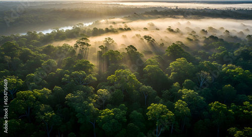 Lush Canopy of the Amazon: A breathtaking view of the Amazon rainforest, with sunbeams streaming through the canopy, creating a scene of natural beauty and atmospheric wonder.