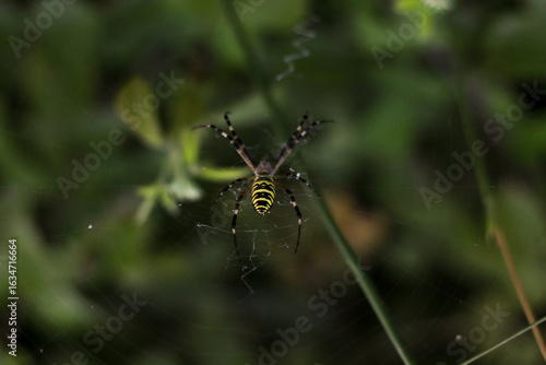 Bild auf Leinwand Close macro portrait of an orb‑weaving arachnid with striped abdomen and extended legs, hanging on nearly invisible silk