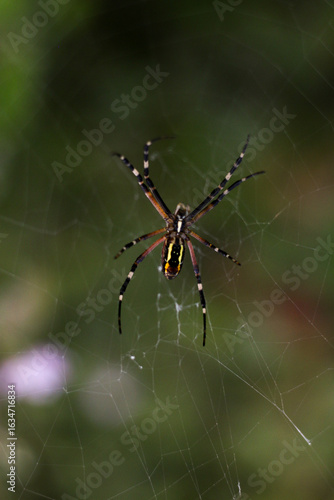 Obraz na płótnie Close macro portrait of an orb‑weaving arachnid with striped abdomen and extended legs, hanging on nearly invisible silk