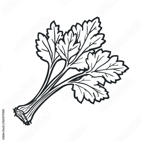Black and white illustration of fresh parsley bunch with detailed leaves