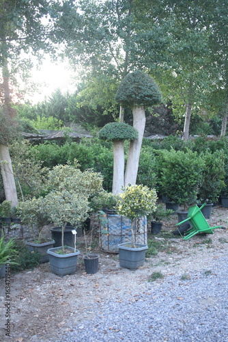 Konstfotografi Garden scene featuring multiple ornamental topiary trees with unique shapes, including tiered and abstract forms, arranged in pots of varying sizes