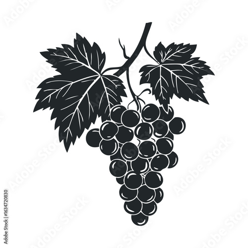 Monochrome grapes and vines illustration on white background