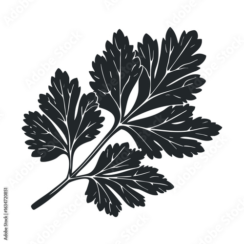 Silhouette of fresh parsley leaf with detailed veins on white background