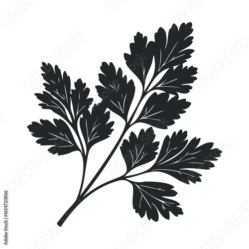 Silhouette of parsley leaves isolated on white background