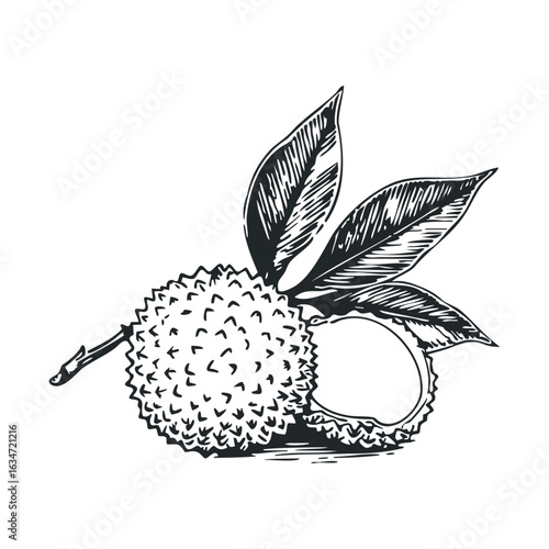 Vintage lychee drawing with leaves and halved fruit in black and white