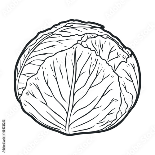 Vector line drawing of cabbage outline on white background