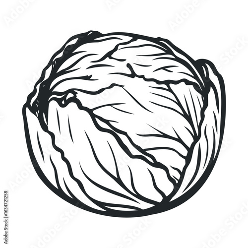 Monochrome illustration of a cabbage in black and white line art style