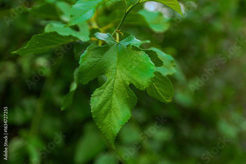 Quadro su tela Freshly expanded tree leaves hang from a slender petiole in front of a soft green backdrop